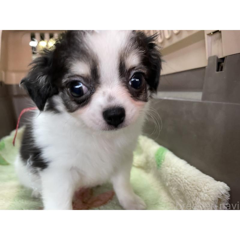 販売中の愛媛県のチワワ(ロングコート)-427857の6枚目