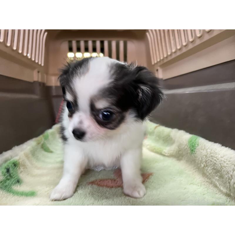 販売中の愛媛県のチワワ(ロングコート)-427857の5枚目