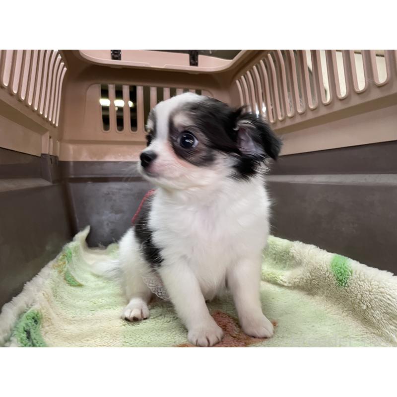 販売中の愛媛県のチワワ(ロングコート)-427857の4枚目