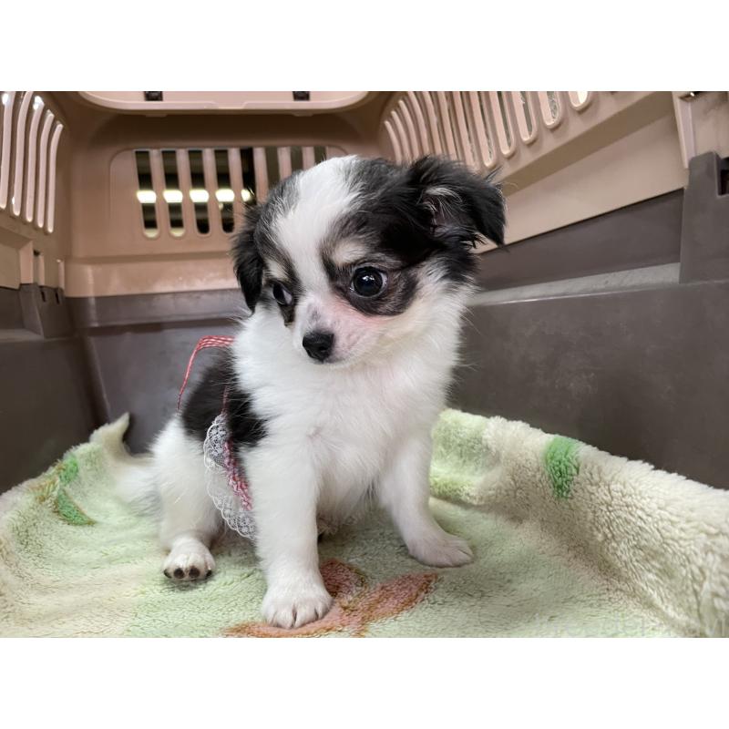 販売中の愛媛県のチワワ(ロングコート)-427857の3枚目