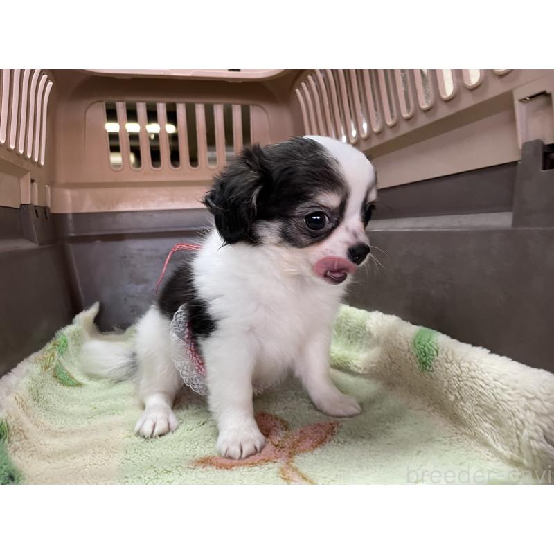 販売中の愛媛県のチワワ(ロングコート)-427857の2枚目