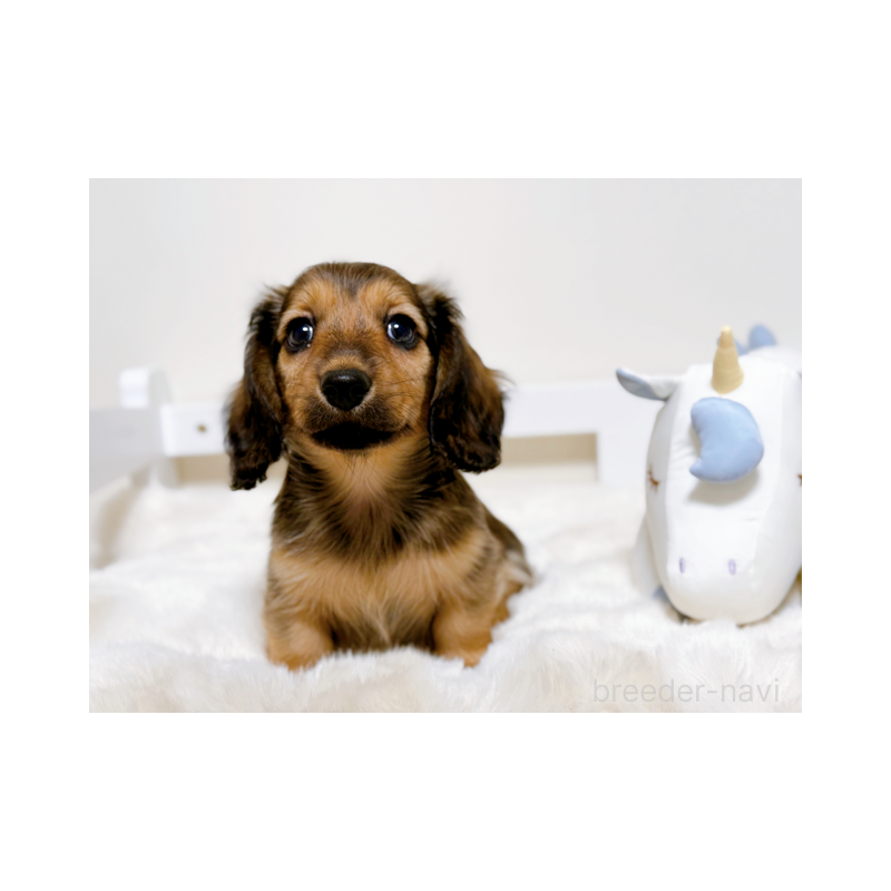 販売中の埼玉県のカニンヘンダックスフンド(ロングヘアード)-427858の5枚目