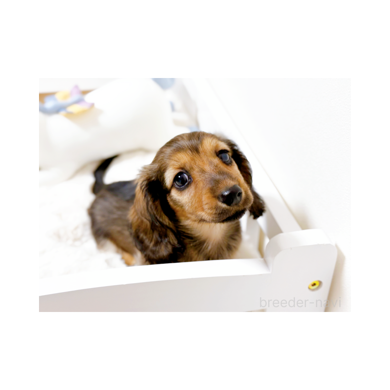 販売中の埼玉県のカニンヘンダックスフンド(ロングヘアード)-427858の2枚目