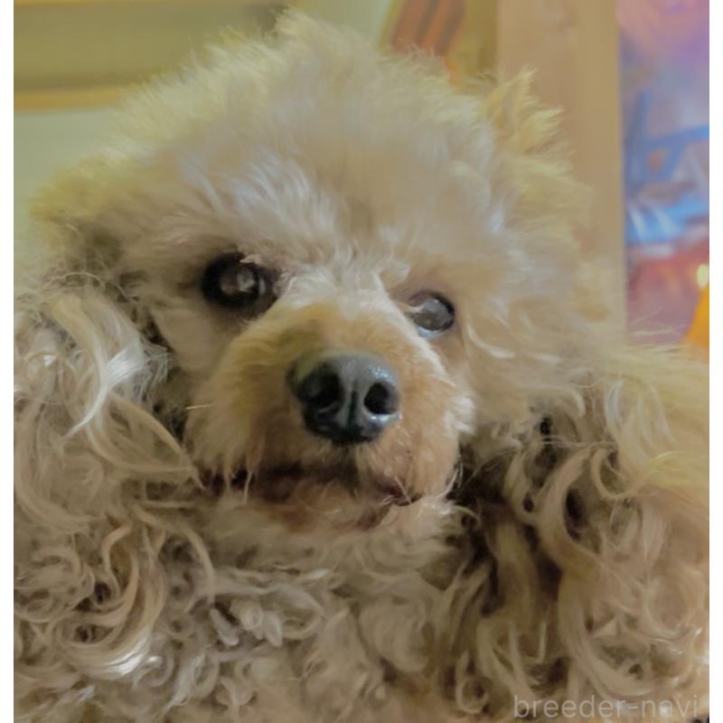 販売中の東京都のトイプードル-427859の2枚目