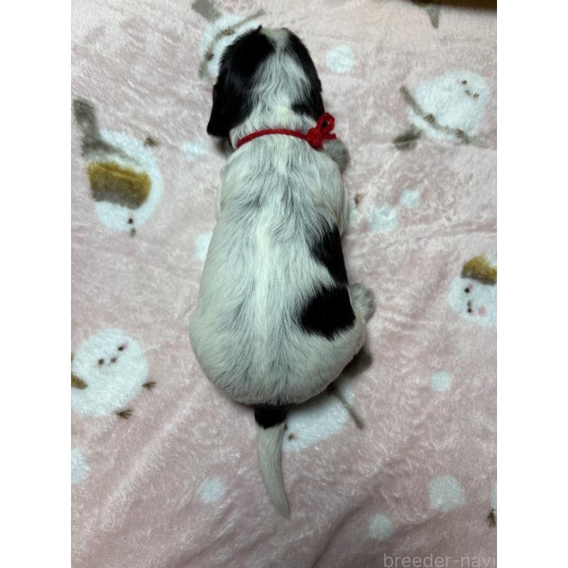 成約済の佐賀県のイングリッシュコッカースパニエル-427864の2枚目