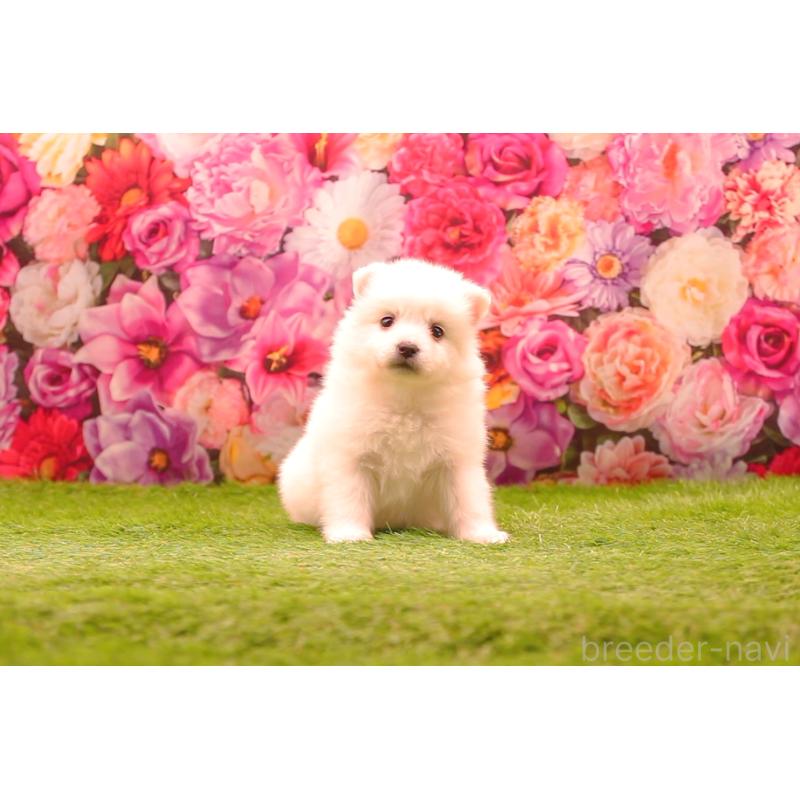 販売中の茨城県の日本スピッツ-427866の3枚目