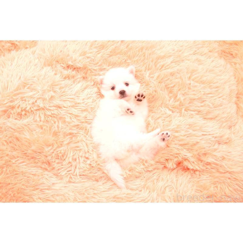 販売中の茨城県の日本スピッツ-427866の2枚目