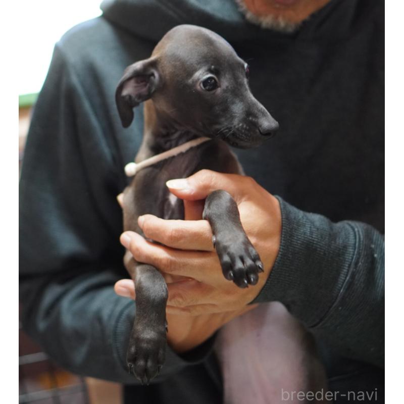 成約済の京都府のイタリアングレーハウンド(イタグレ)-427867の5枚目