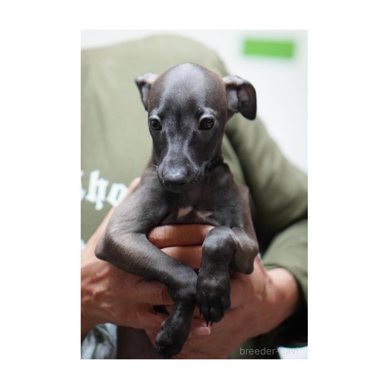 成約済の京都府のイタリアングレーハウンド(イタグレ)-427867の4枚目