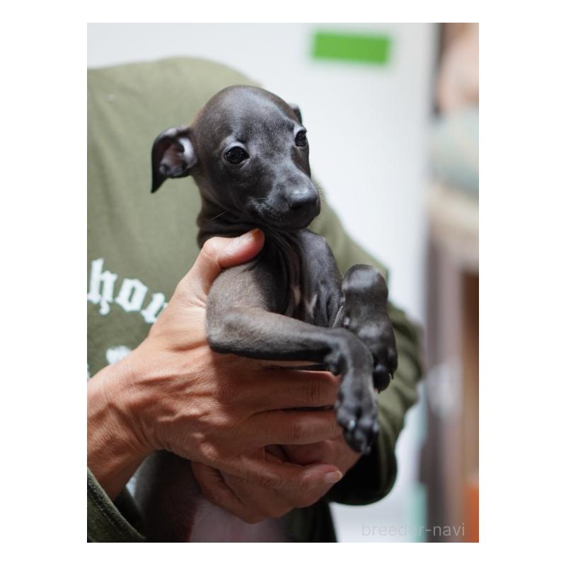 成約済の京都府のイタリアングレーハウンド(イタグレ)-427867の3枚目