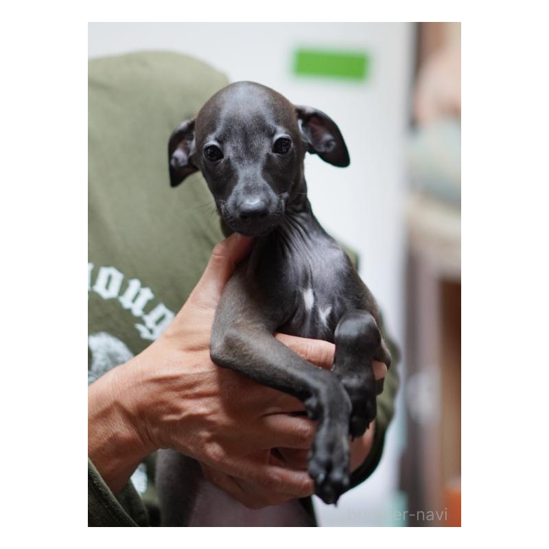 成約済の京都府のイタリアングレーハウンド(イタグレ)-427867の2枚目