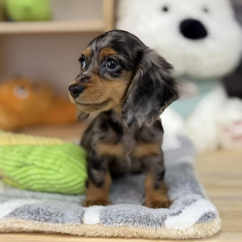 販売中の東京都のミニチュアダックスフンド(ロングヘアード)-424884の2枚目