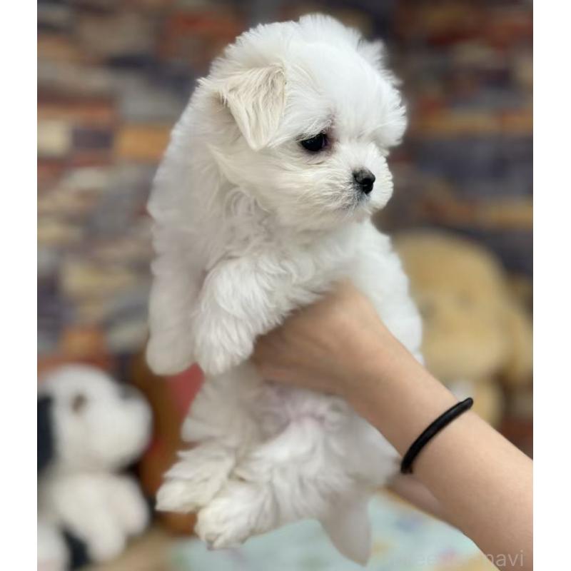 成約済の東京都のマルチーズ-424867の2枚目