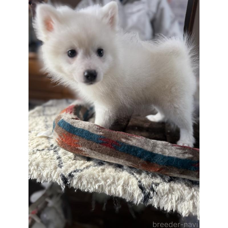 販売中の静岡県の日本スピッツ-425867の8枚目