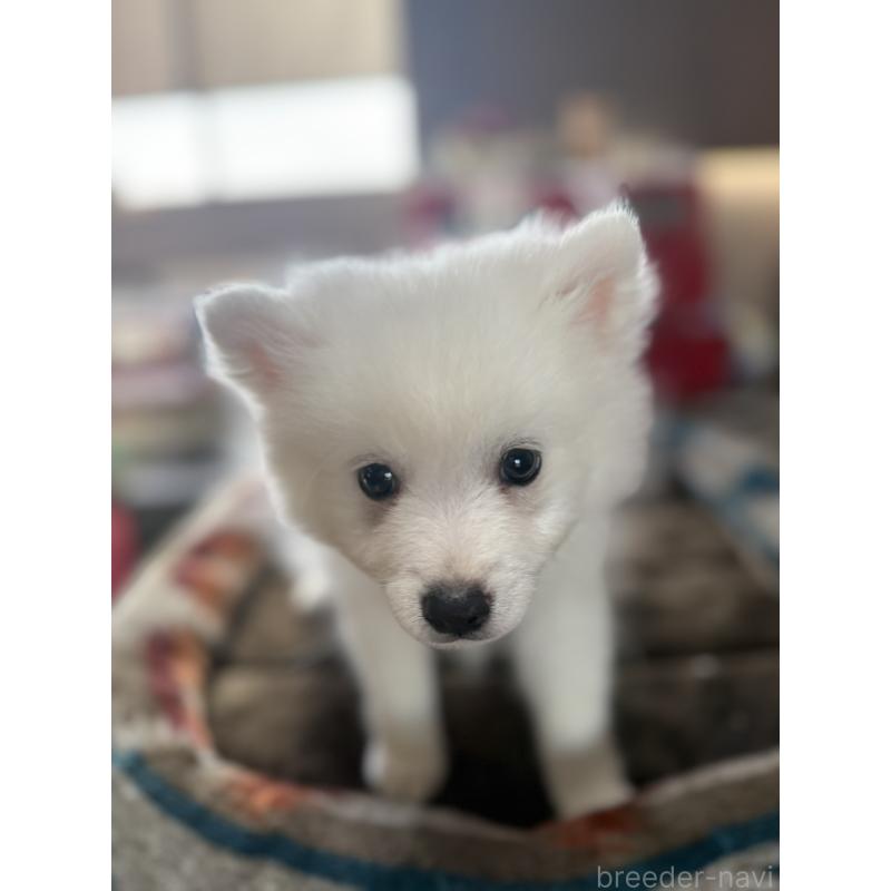 販売中の静岡県の日本スピッツ-425867の7枚目