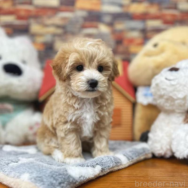 販売中の東京都のビションプー:ビションフリーゼ×トイプードル-423444