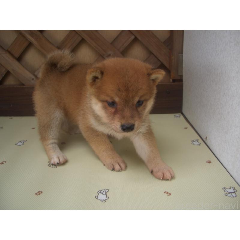 商談中の茨城県の柴犬-427868の4枚目