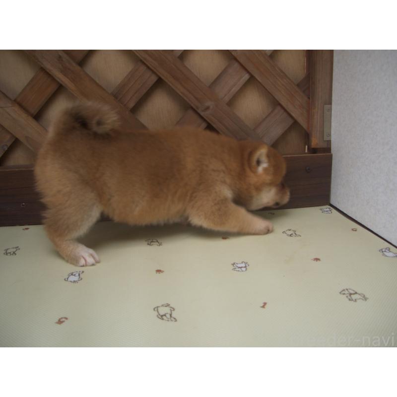 商談中の茨城県の柴犬-427868の3枚目