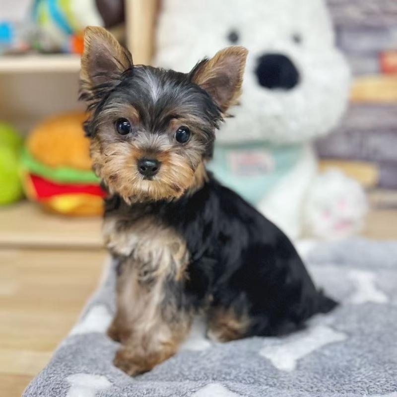 販売中の東京都のヨークシャーテリア-423617の5枚目