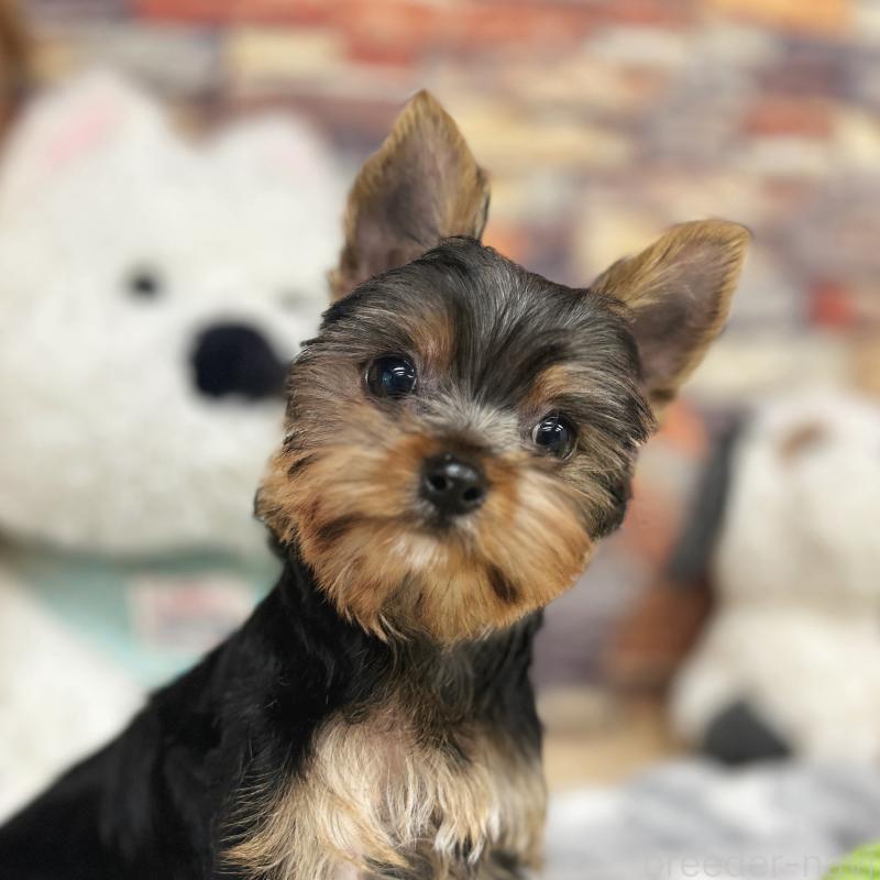 販売中の東京都のヨークシャーテリア-423617の4枚目