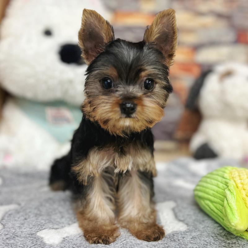 販売中の東京都のヨークシャーテリア-423617の1枚目