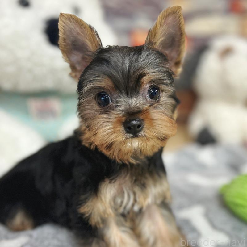 販売中の東京都のヨークシャーテリア-423617の3枚目