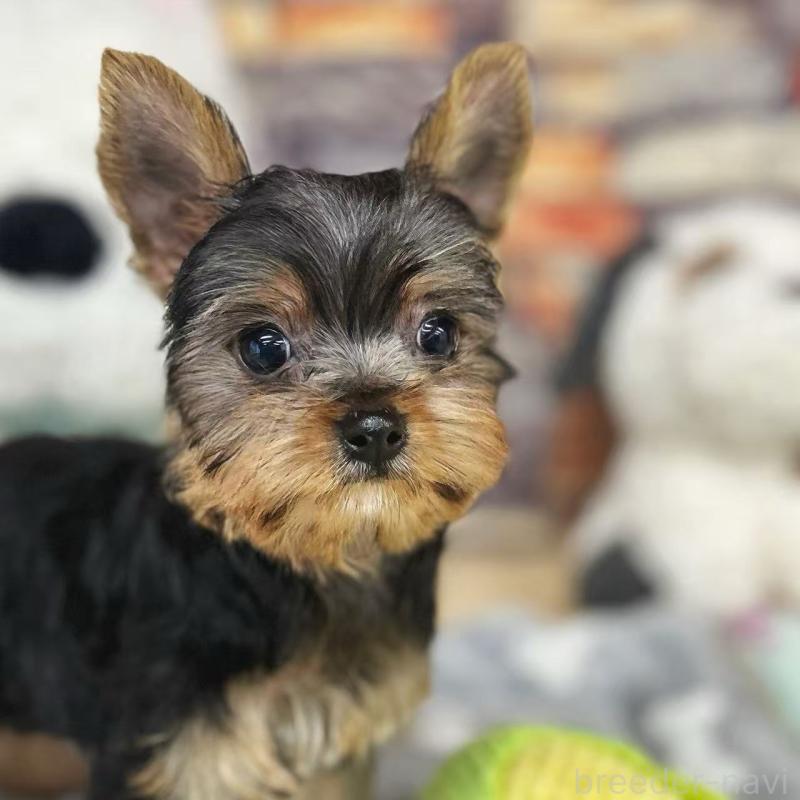 販売中の東京都のヨークシャーテリア-423617の2枚目