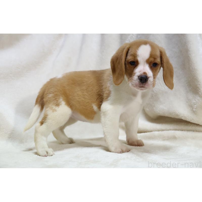 商談中の滋賀県のビーグル-423624の14枚目