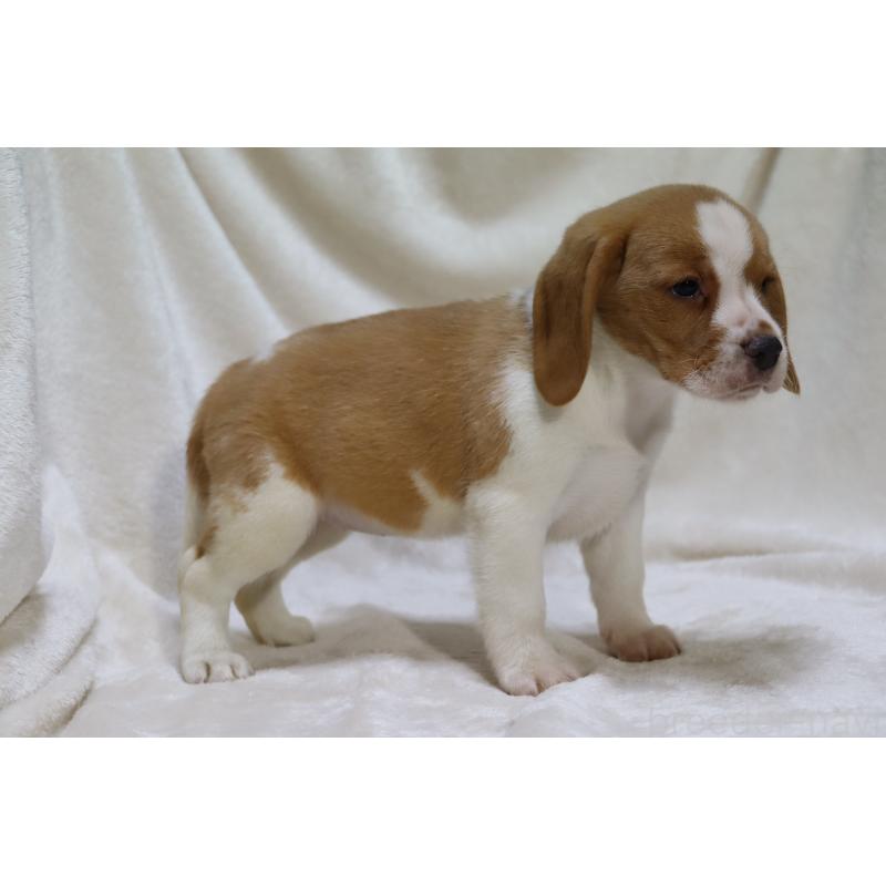 商談中の滋賀県のビーグル-423624の13枚目