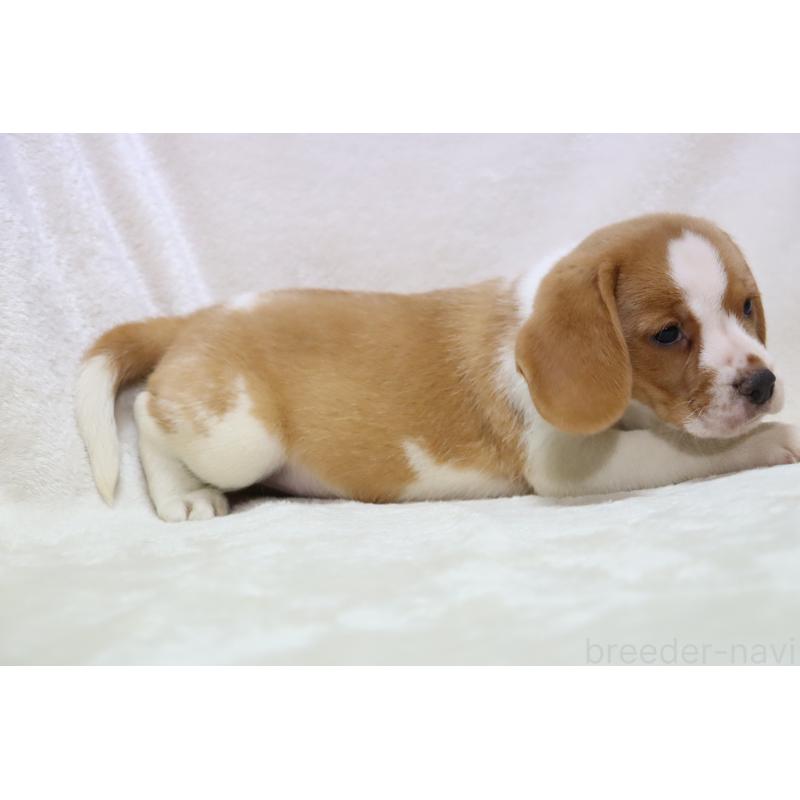 商談中の滋賀県のビーグル-423624の12枚目