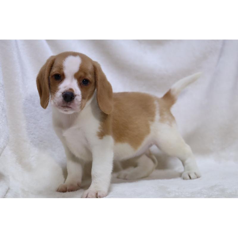 商談中の滋賀県のビーグル-423624の11枚目