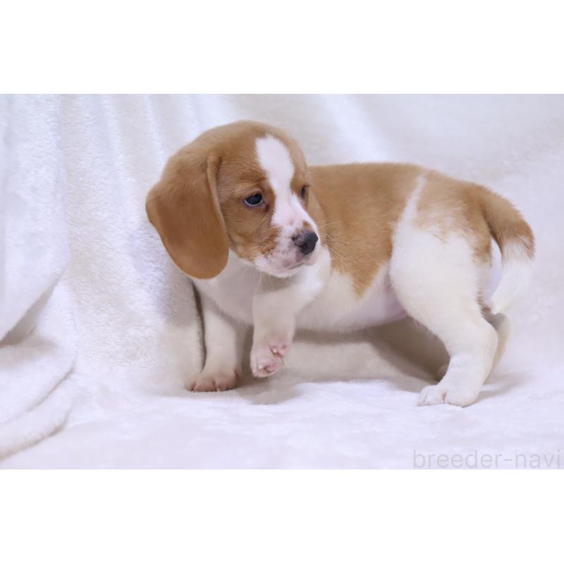 商談中の滋賀県のビーグル-423624の10枚目