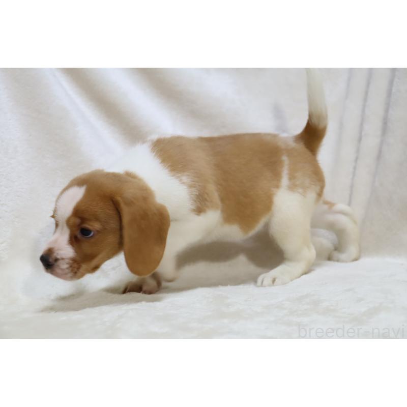 商談中の滋賀県のビーグル-423624の9枚目