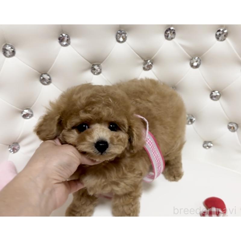 販売中の徳島県のタイニープードル-427869の8枚目