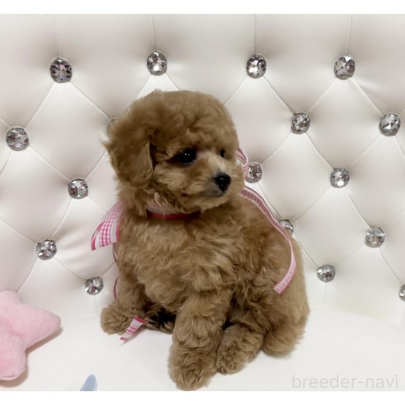販売中の徳島県のタイニープードル-427869の7枚目