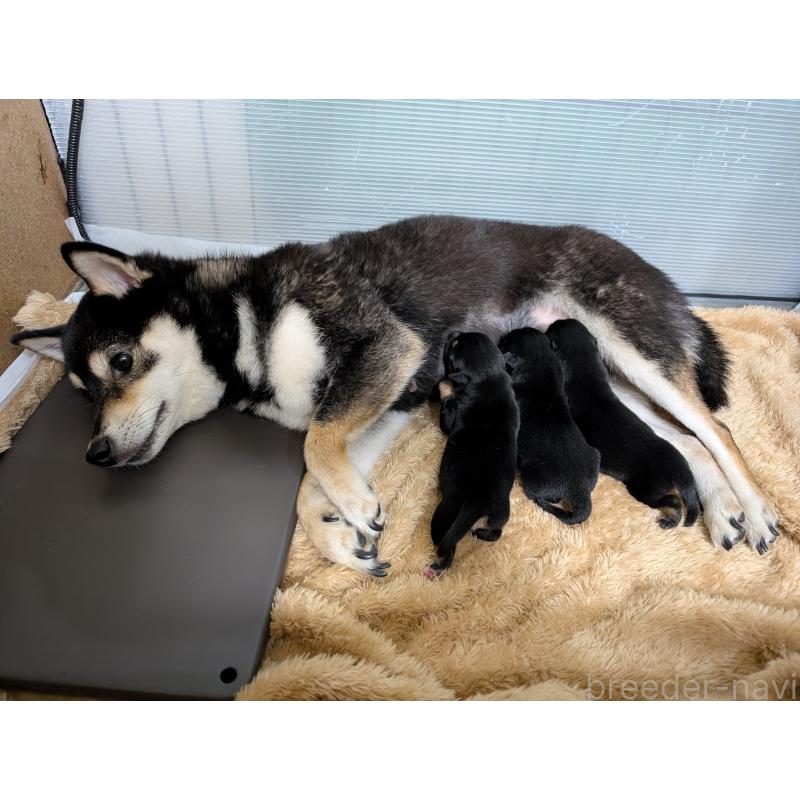 販売中の岐阜県の豆柴-427870の7枚目