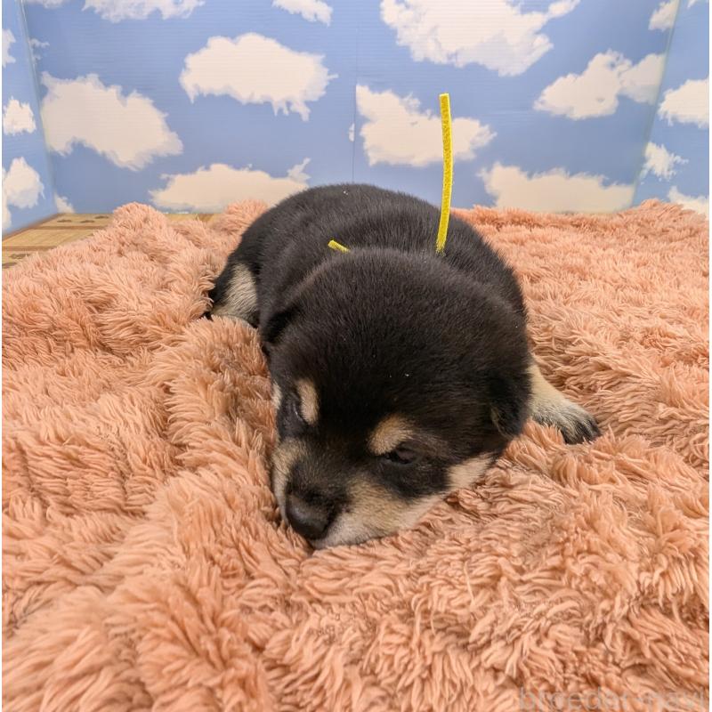 販売中の岐阜県の豆柴-427870の5枚目