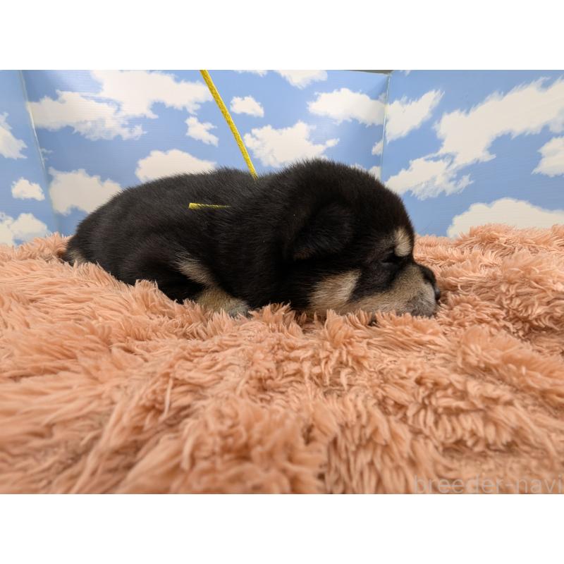 販売中の岐阜県の豆柴-427870の3枚目