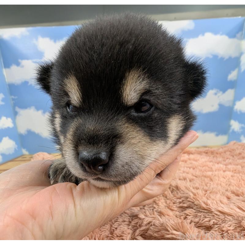 販売中の岐阜県の豆柴-427870の2枚目