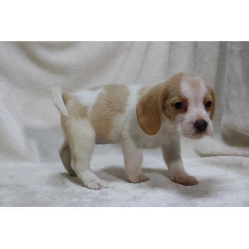 成約済の滋賀県のビーグル-423628の15枚目