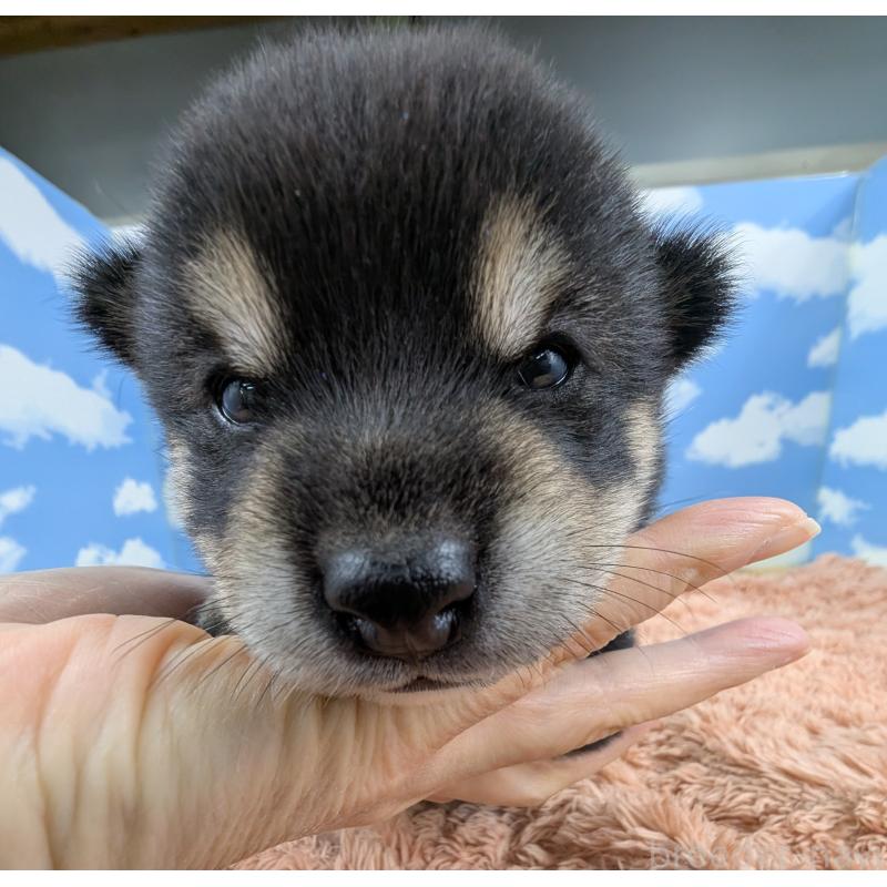 販売中の岐阜県の豆柴-427870の1枚目