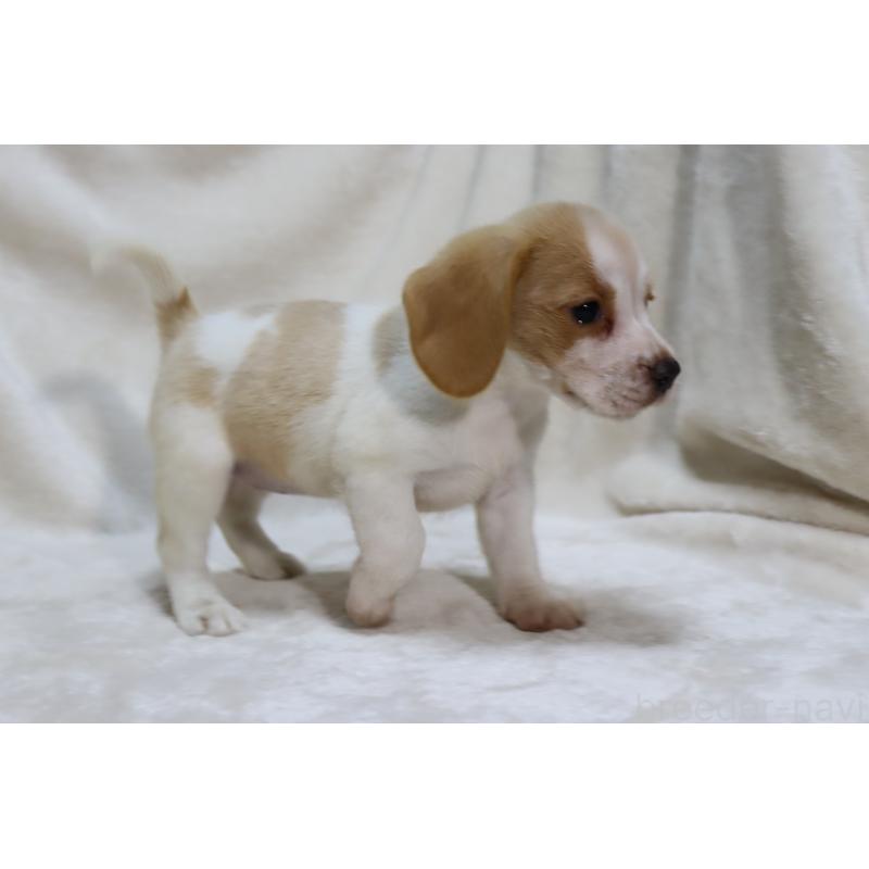 成約済の滋賀県のビーグル-423628の14枚目