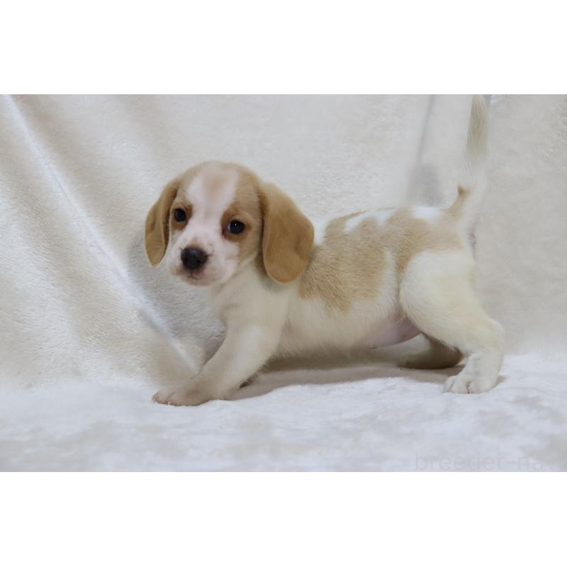 成約済の滋賀県のビーグル-423628の13枚目