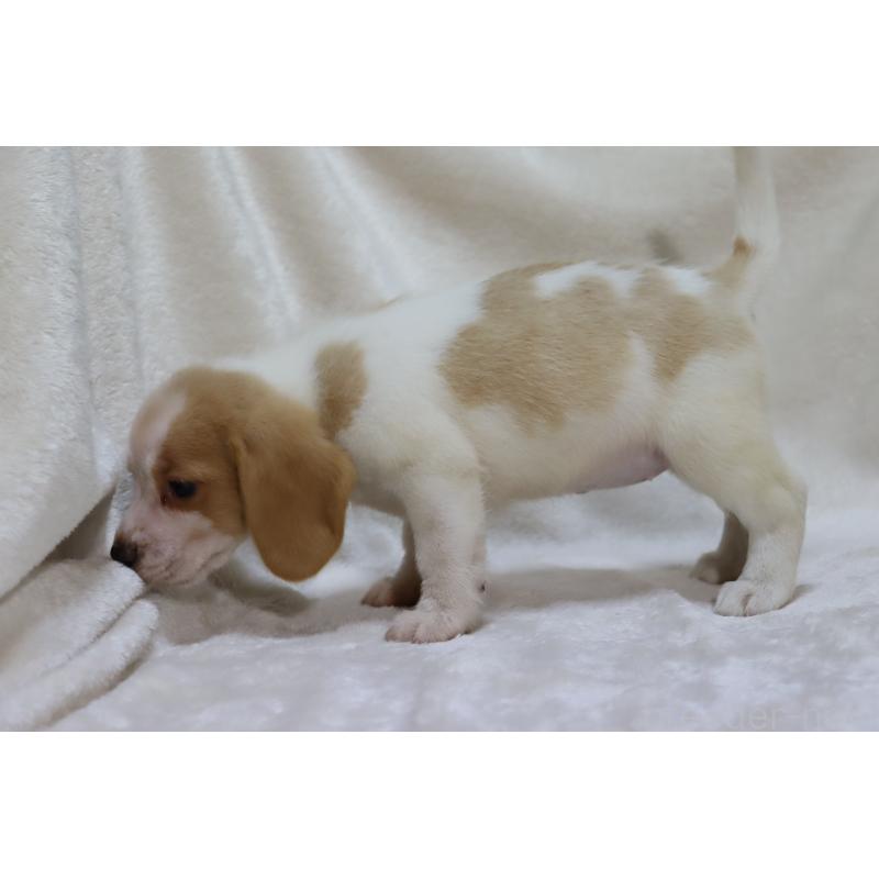 成約済の滋賀県のビーグル-423628の12枚目