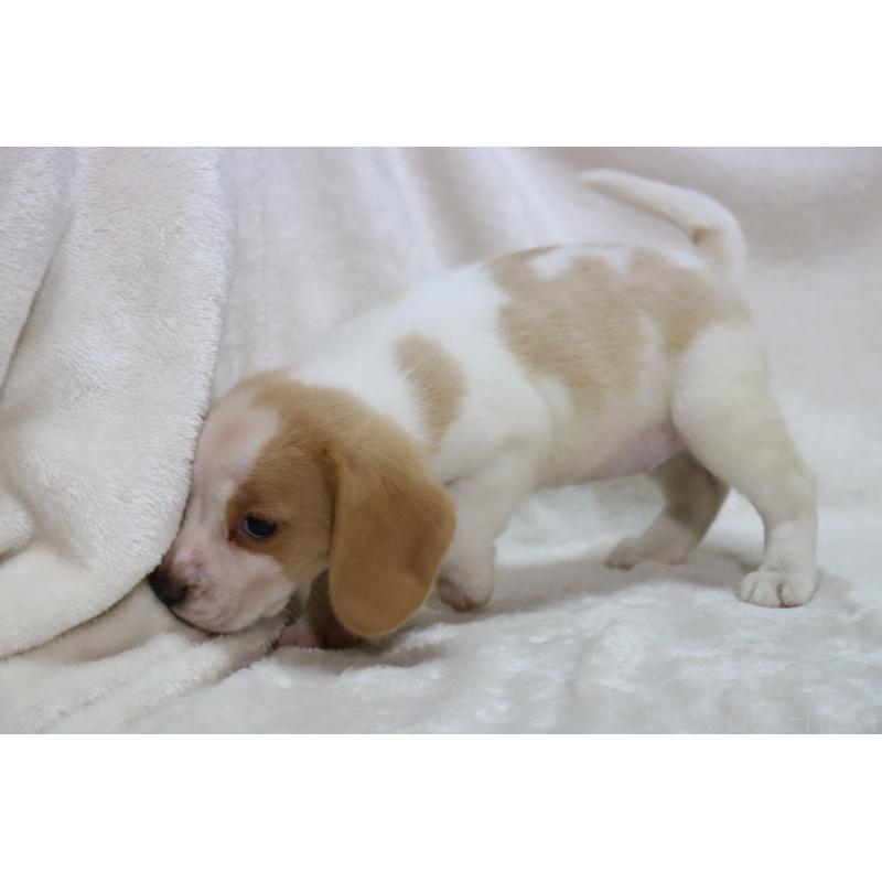 成約済の滋賀県のビーグル-423628の11枚目