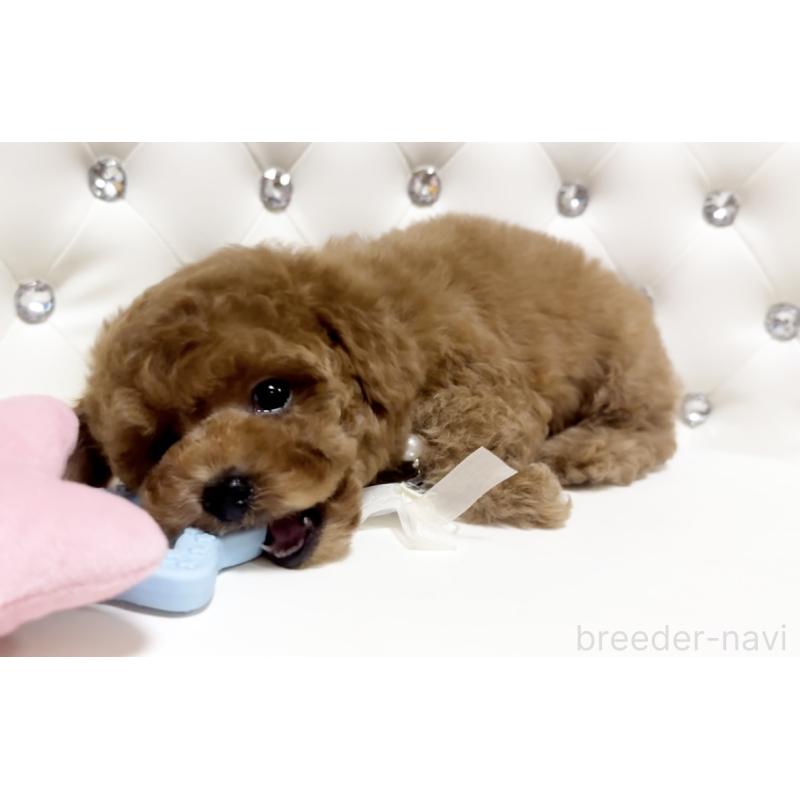 販売中の徳島県のタイニープードル-427871の9枚目