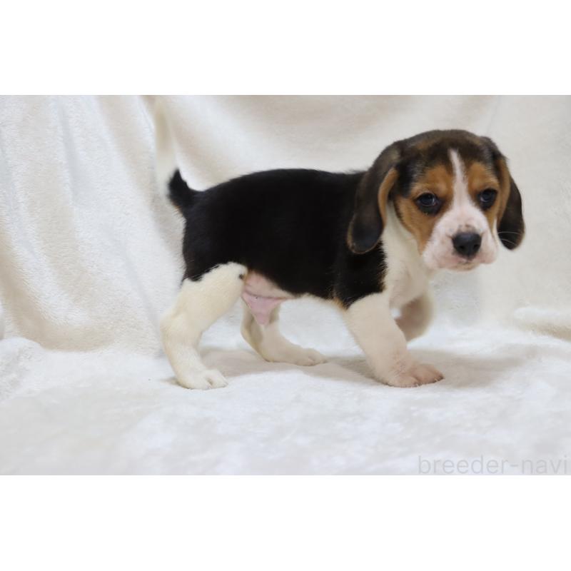 販売中の滋賀県のビーグル-423633の15枚目