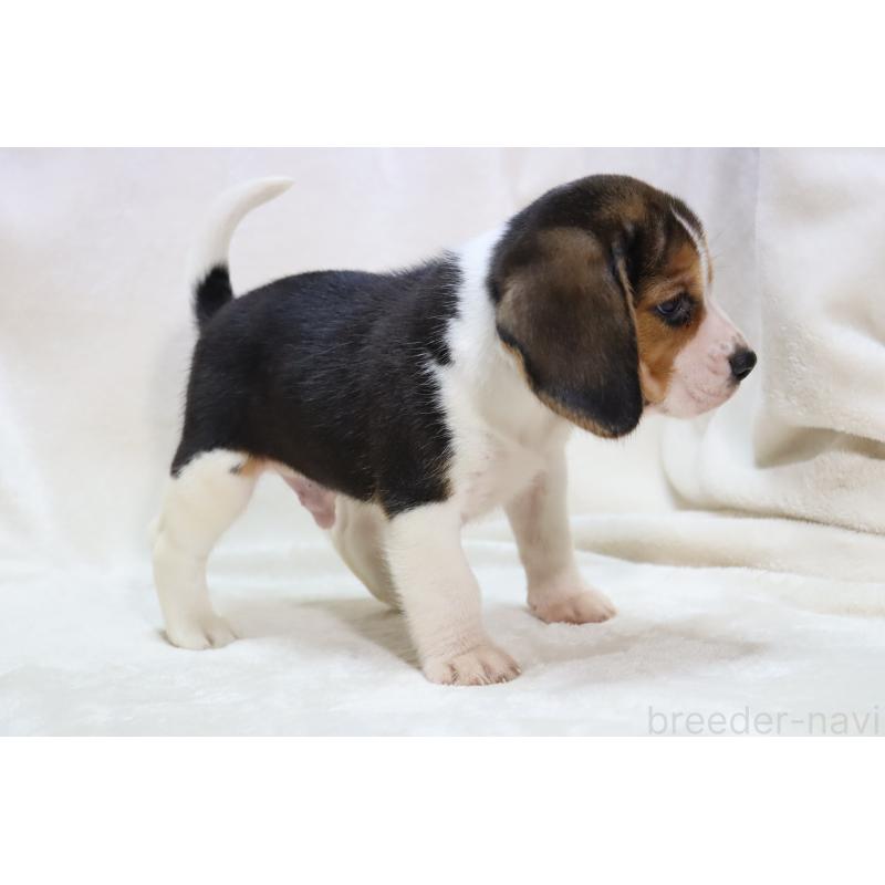 販売中の滋賀県のビーグル-423633の14枚目