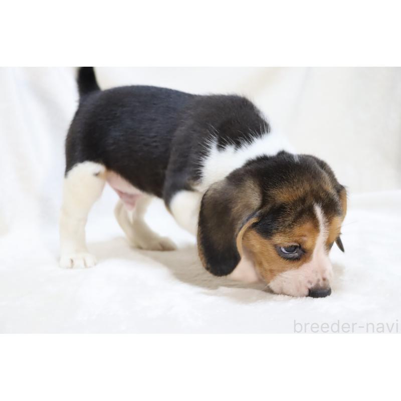 販売中の滋賀県のビーグル-423633の13枚目