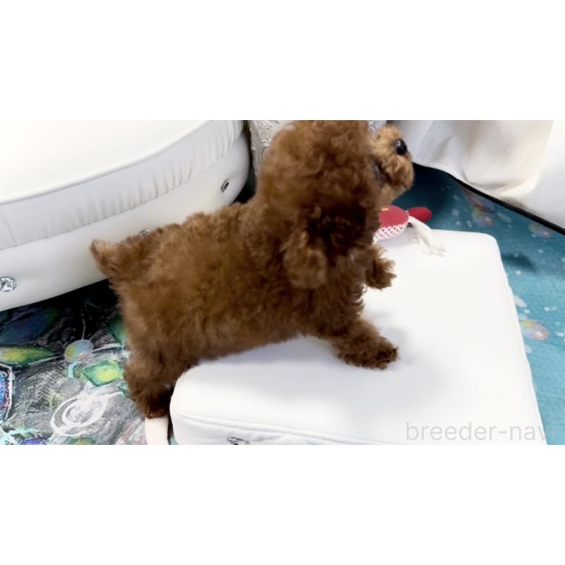 販売中の徳島県のティーカッププードル-427872の7枚目